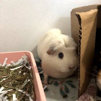 Rescue Guinea Pig Guinea Pigs for Adoption in Dover, New Hampshire - Bubbles | PetCurious